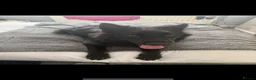 German Shepherd dogs for sale: Beautiful German Shepherd Puppies in Durham - Advert 3