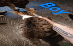 Bengal cats for sale: Bengal cross kittens ready now  - Image 6