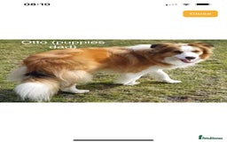 Border Collie dogs for sale: DUE 1st August Border collie Puppies - Image 11