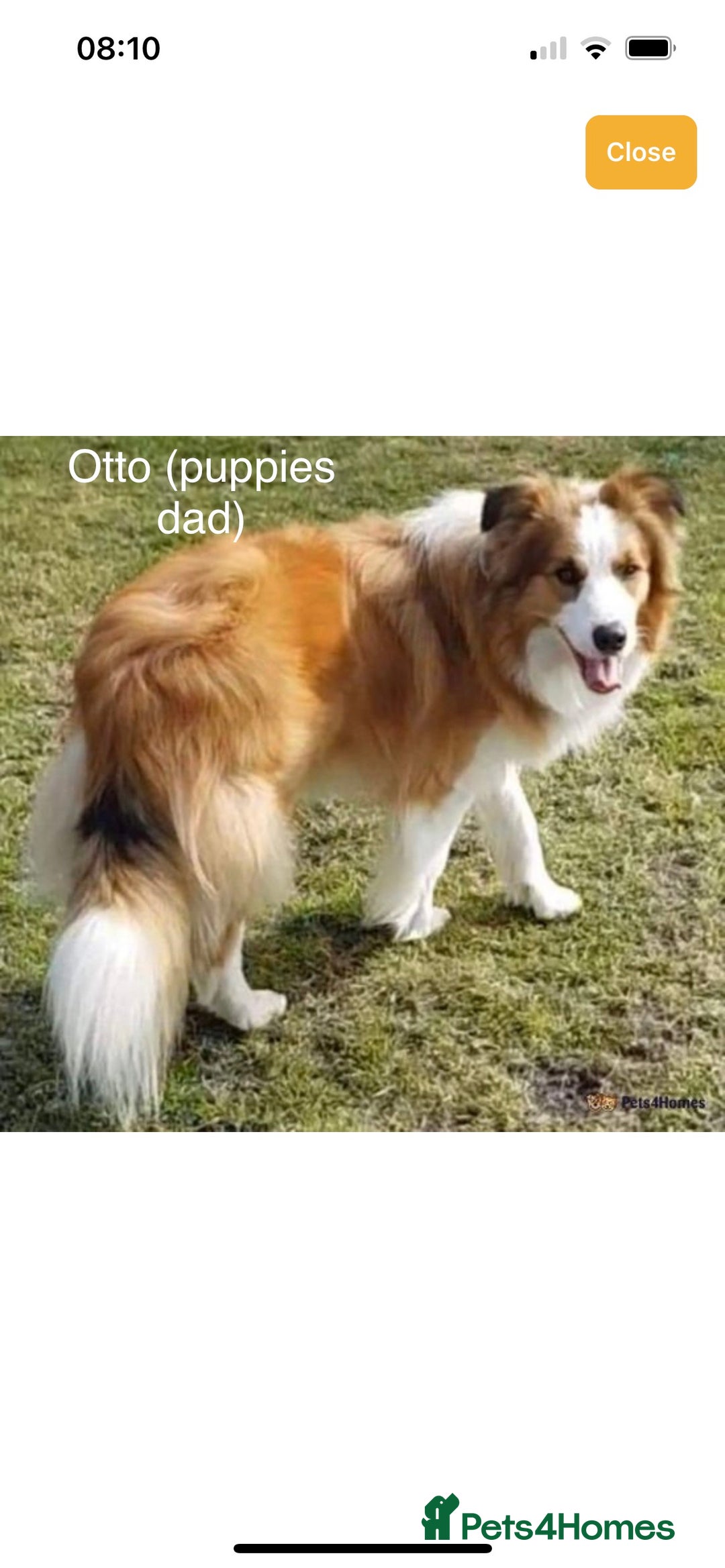 Border Collie dogs for sale: DUE 1st August Border collie Puppies - Image 11
