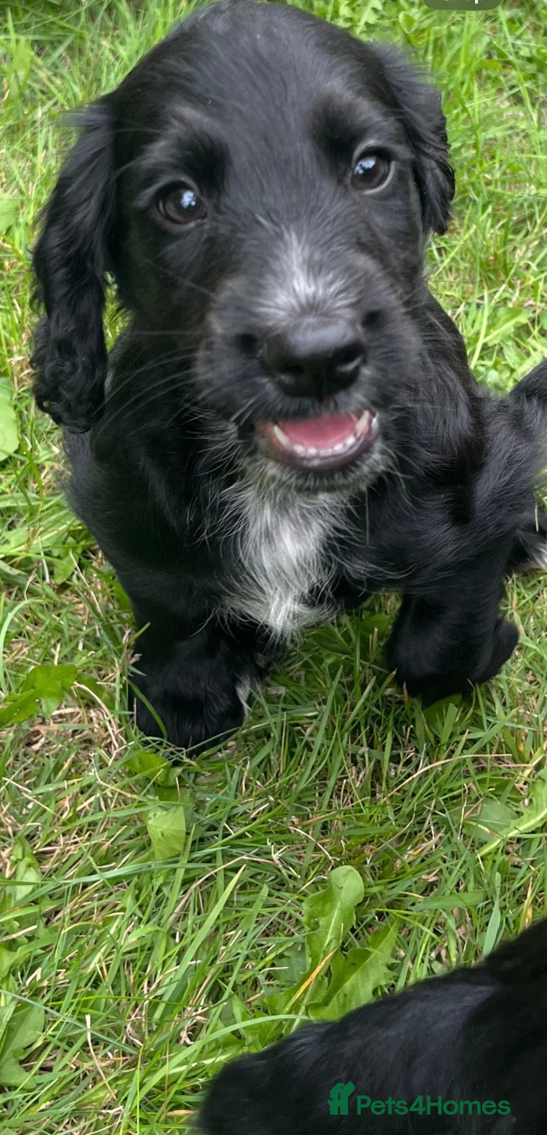 Cocker Spaniel dogs for sale: Fully vaccinated Stunning Black Boy💙💙 - Advert 1
