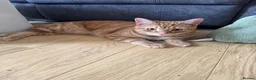 Domestic Shorthair cats for sale: Tabby - beautiful boy - Advert 3