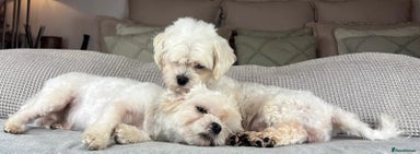 Maltese dogs - Advert 4