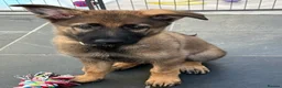 German Shepherd dogs for sale: German shepherd working line Czech bloodline in Waltham Cross - Advert 10