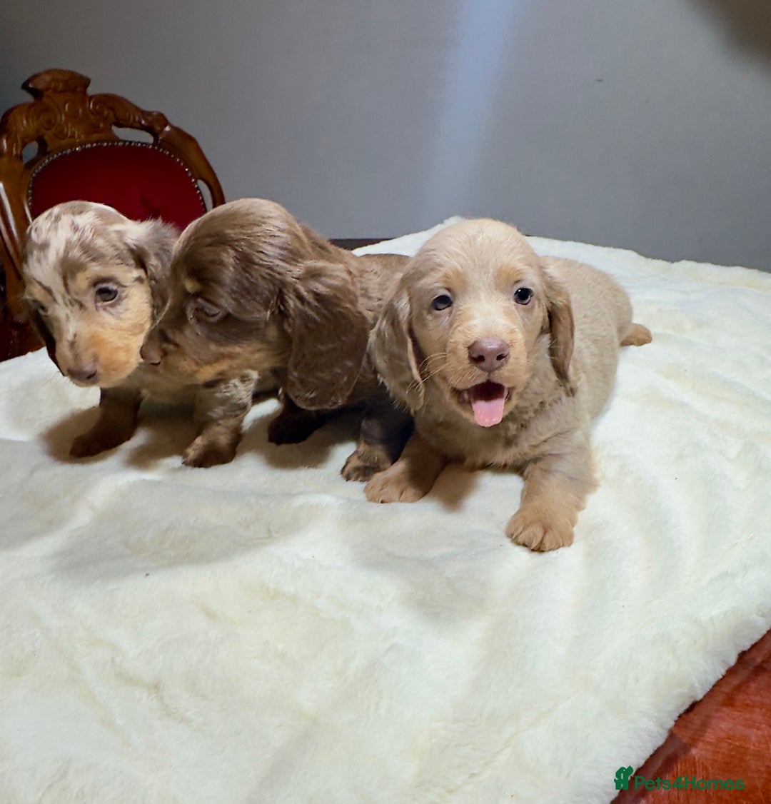 Miniature Dachshund dogs for sale: Dachshund miniature long hair - Advert 25