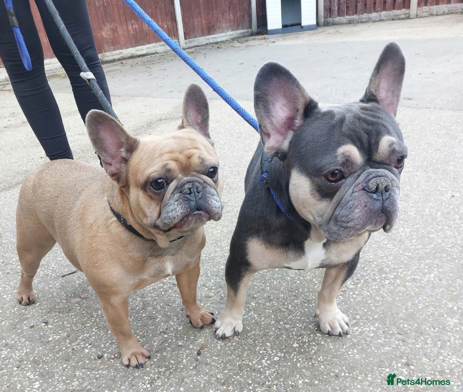 French Bulldog dogs Gizmo & Oscar want a forever home together - Advert 1