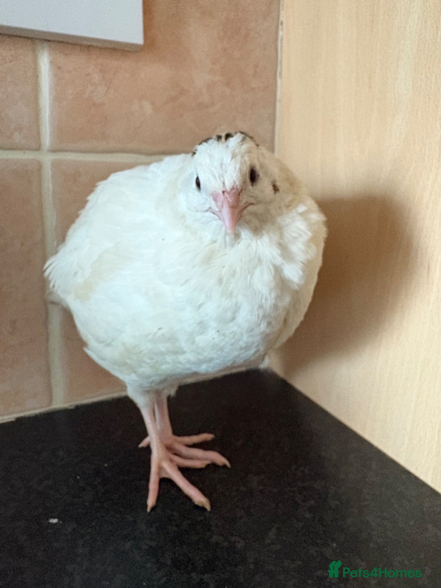 Quail poultry MALE QUAIL FOR SALE - Advert 2