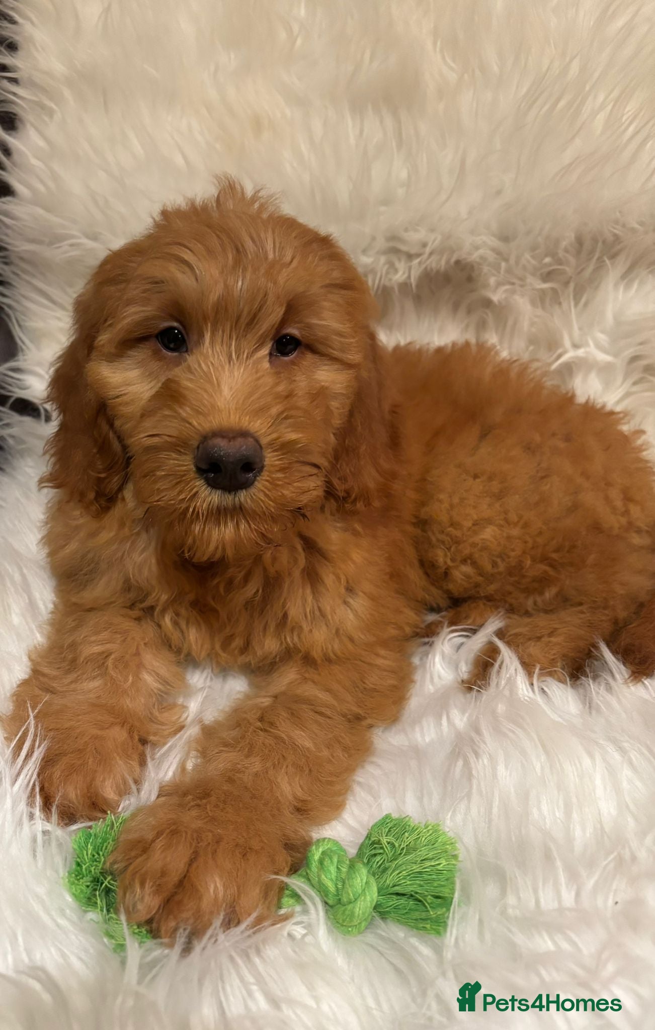 Goldendoodle dogs Ready Now deep red Golden Doodle F1 pups  - Advert 1