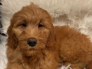 Goldendoodle dogs Ready Now deep red Golden Doodle F1 pups - Advert 1