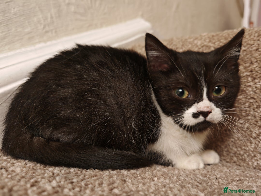 Mixed Breed cats for sale: British Shorthair X Kittens  - Advert 10