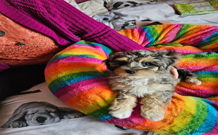 Maltipoo dogs - Advert 7