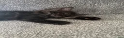 Maine Coon cats for sale: Kitten for sale - Advert 3