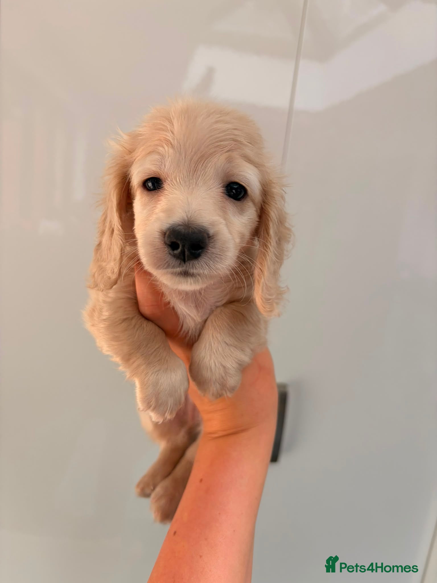 Miniature Dachshund dogs Quality cream mini dachshunds - Advert 2