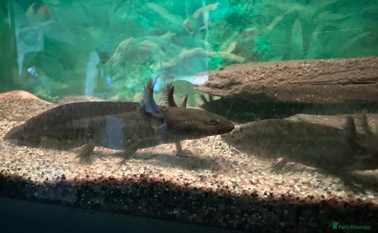 Other/Mixed Breed fish - Advert 12