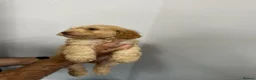 Cockapoo dogs for sale: ⭐️ BEAUTIFUL F1 TOY COCKAPOOS ⭐️ - Advert 13