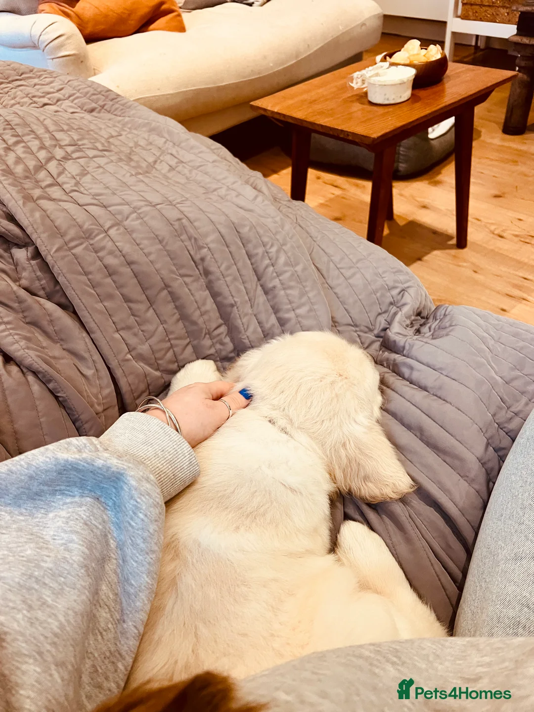 Golden Retriever dogs for sale: 15 weeks old Golden Retriever  - Advert 2