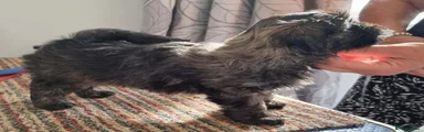 Lhasa Apso 1