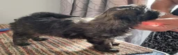 Lhasa Apso dogs for sale: Beautiful lhasa apso puppies  in Hereford - Advert 3