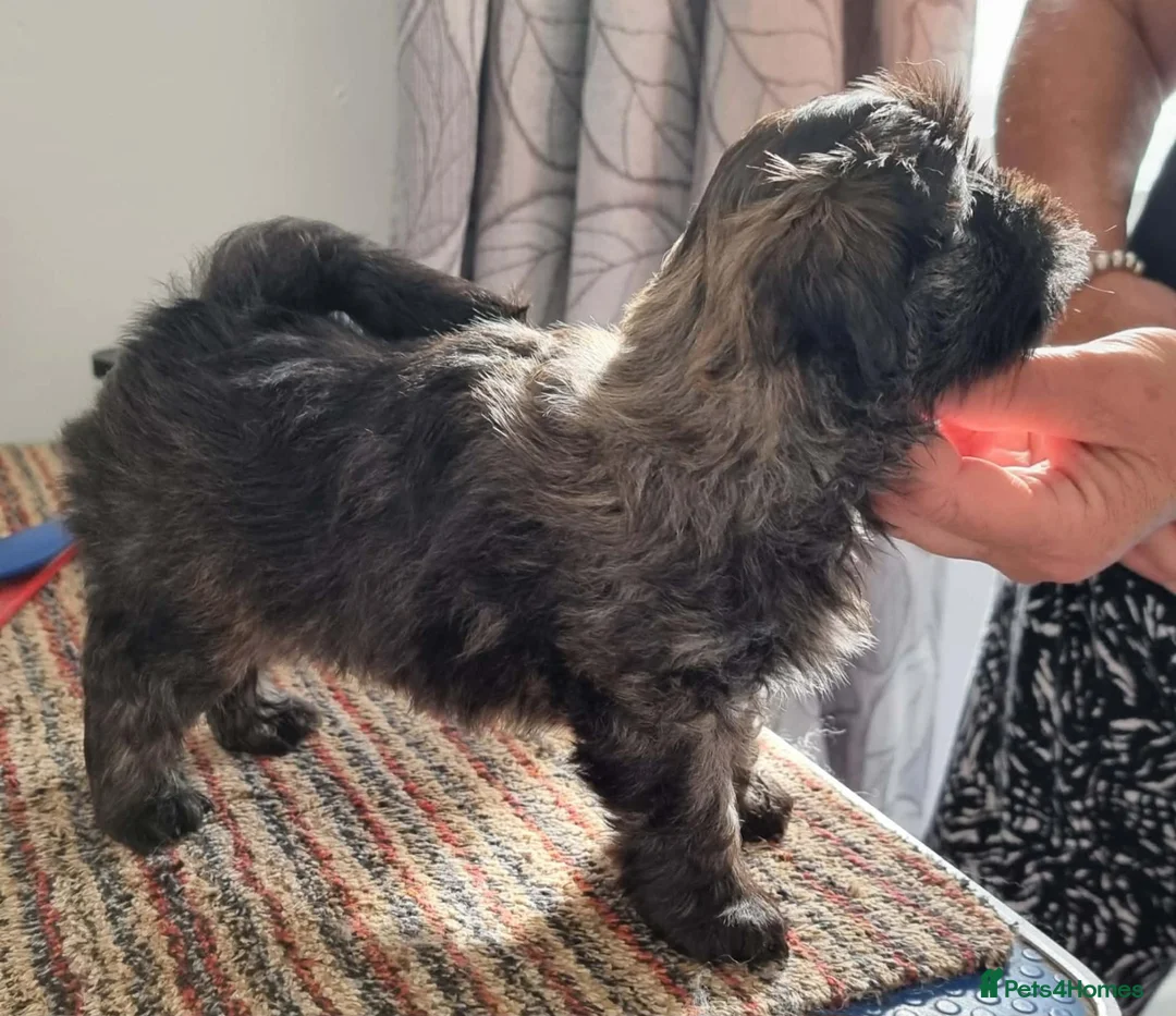 Lhasa Apso dogs for sale: Beautiful lhasa apso puppies  in Hereford - Advert 3