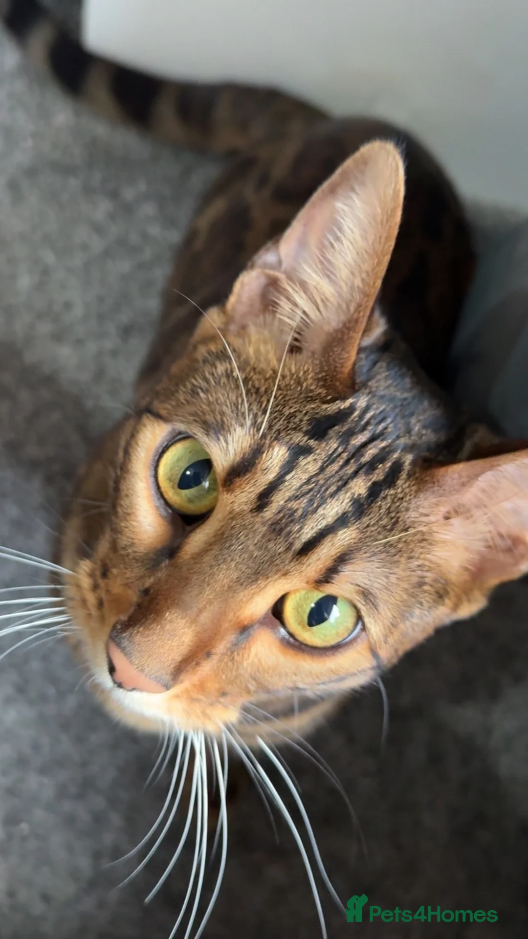 Bengal cats for sale: Bengal Male  - Advert 1