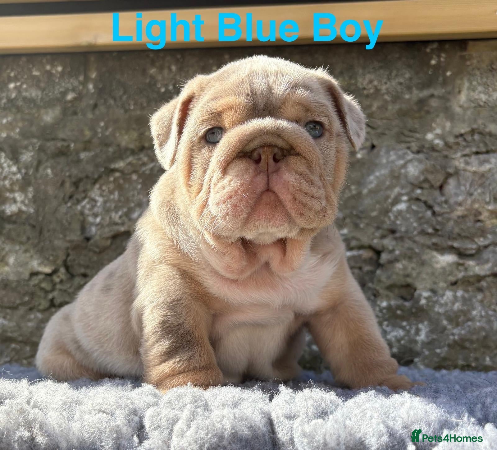 English Bulldog dogs Beautiful blue eyed English bulldog puppies - Advert 4