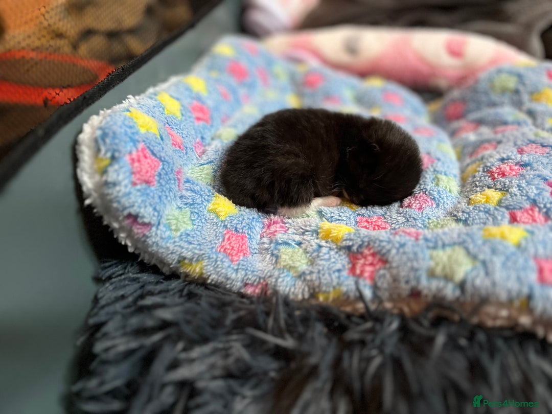 Mixed Breed cats for adoption: Rescue kittens looking for perfect homes - Advert 5