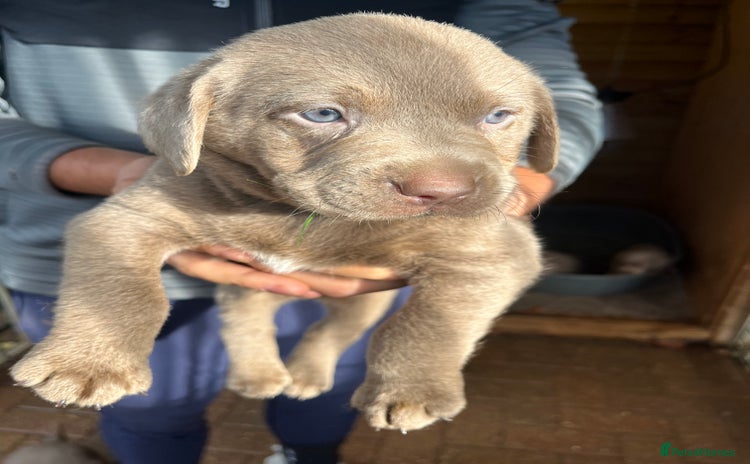 Labrador Retriever dogs - Advert 2