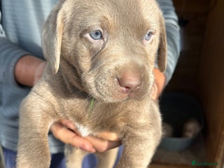 Labrador Retriever dogs - Advert 4