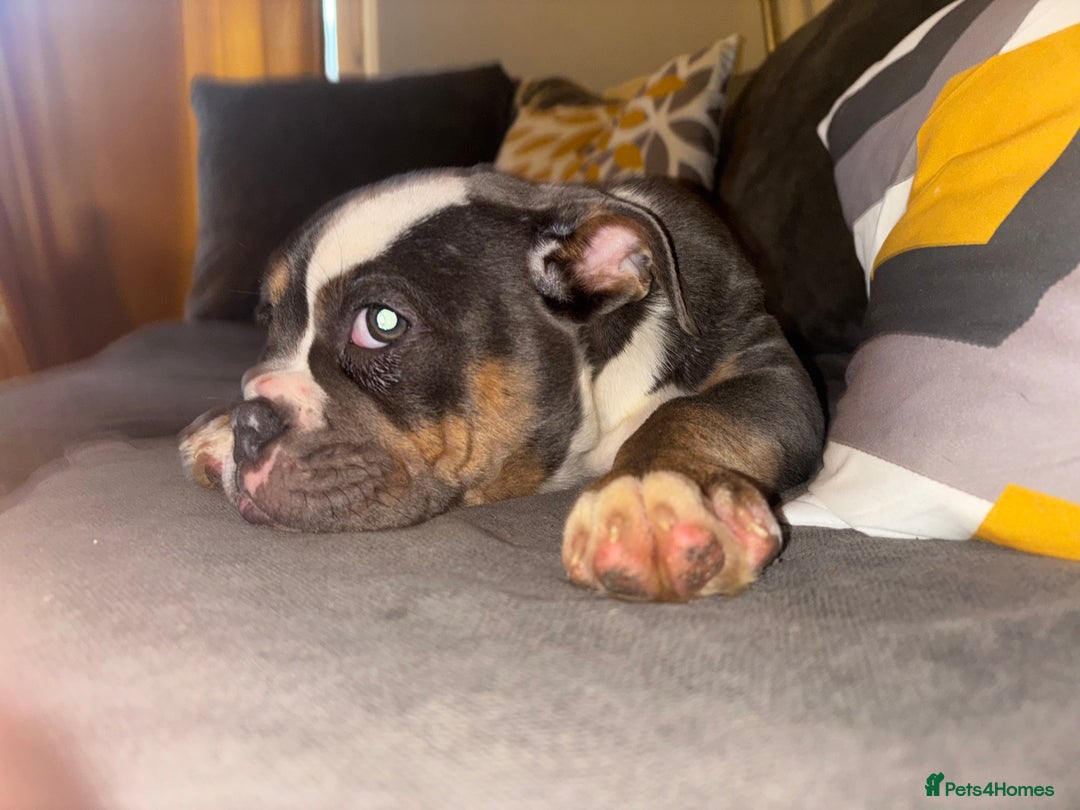 Olde English Bulldogge dogs for sale: Olde English bulldogs - Advert 6