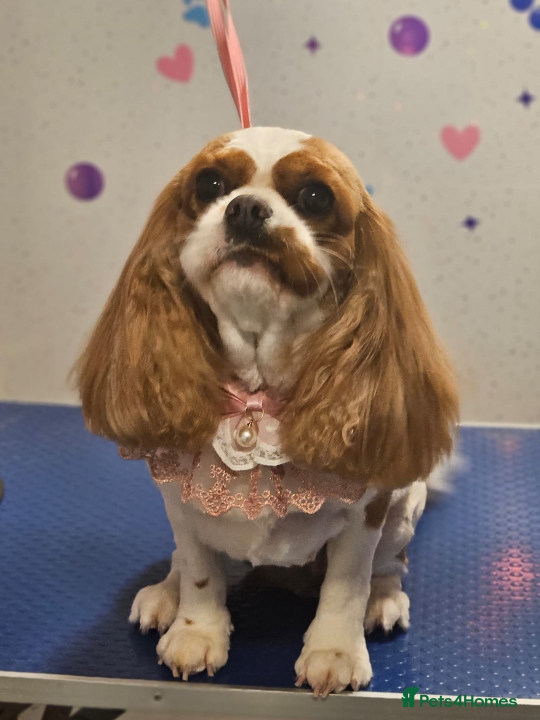 Cavalier King Charles Spaniel dogs for sale: Beautiful litter of KC reg King Charles spaniels - Advert 2