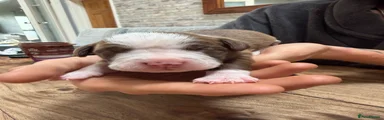 Mixed Breed 1