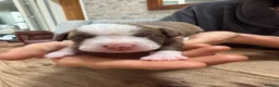Mixed Breed dogs for sale: English bull dog cross springer  - Advert 12