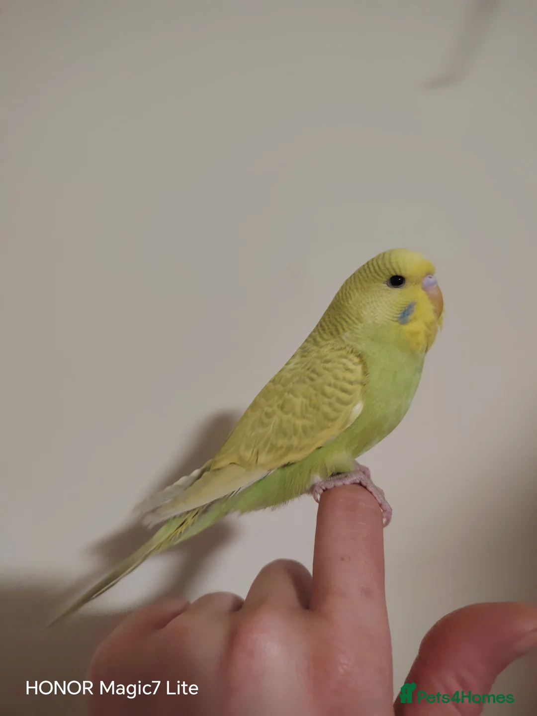 Budgerigars birds for sale: Beautiful Baby Budgies for sale  - Advert 4