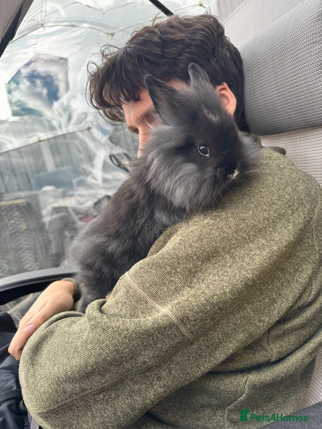 Lionhead rabbits for sale: Netherland x Lion head  in Sheffield - Advert 3