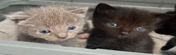 Ragdoll cats for sale: 1 Already reserved Fluffy Ragdoll Cross Kittens  - Advert 16