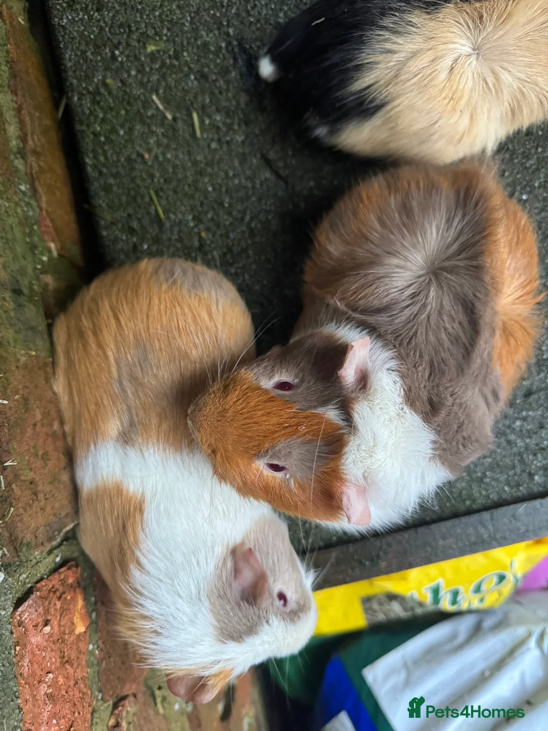 Guinea Pig rodents for sale: Rosette Teddy X US Smooth  - Advert 1