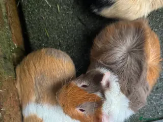 Guinea Pig rodents Rosette Teddy X US Smooth - Advert 21