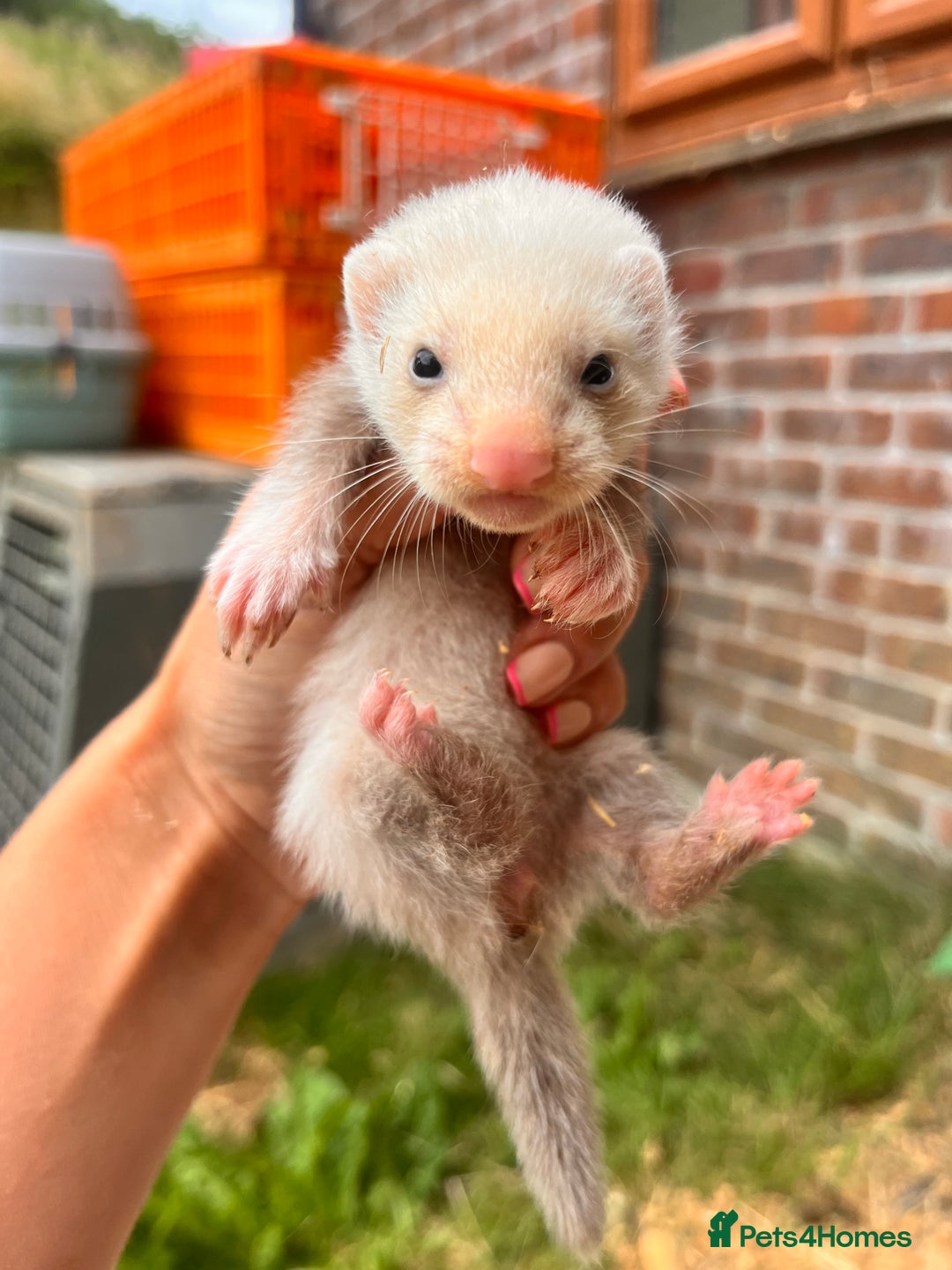 Ferret rodents for sale: Ferret Kits - Image 1