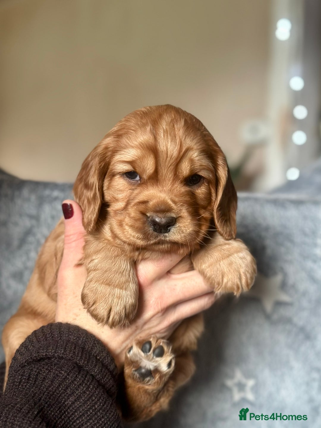 Mixed Breed dogs for sale: Golden Red Cockalier Puppies 1x boy 1x girl  - Advert 17