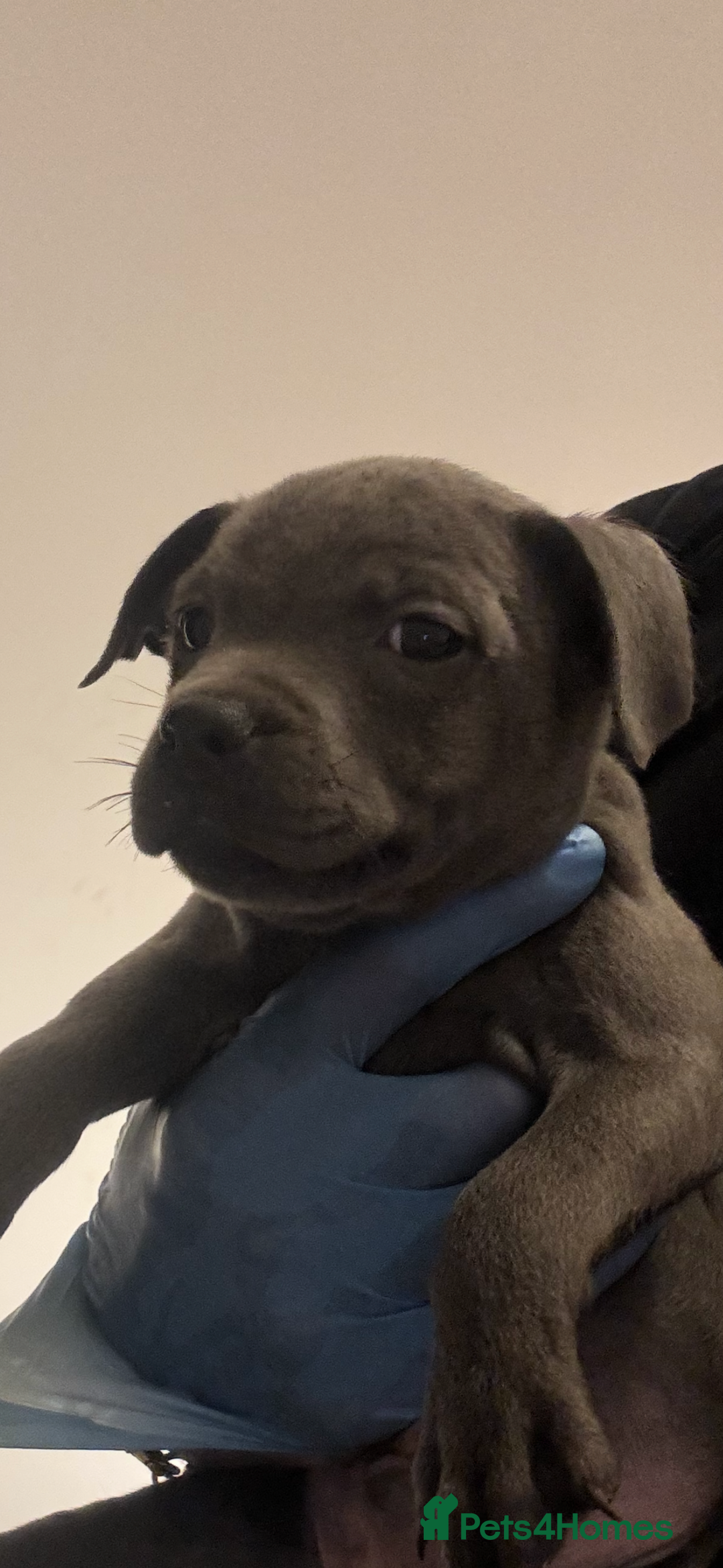 Staffordshire Bull Terrier dogs for sale:  Beautiful blue staffy litter amazing bloodlines - Image 5
