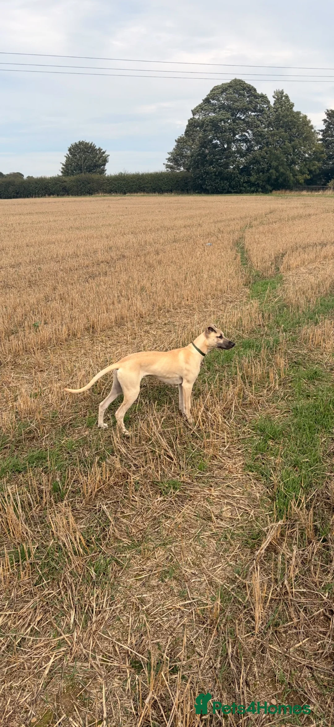 Greyhound dogs for sale: Bull greyhound in Hull - Advert 2