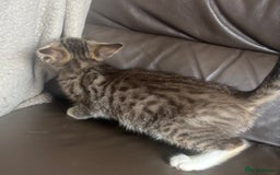 Mixed Breed cats for sale: Maincoon x Scottish fold  - Image 22