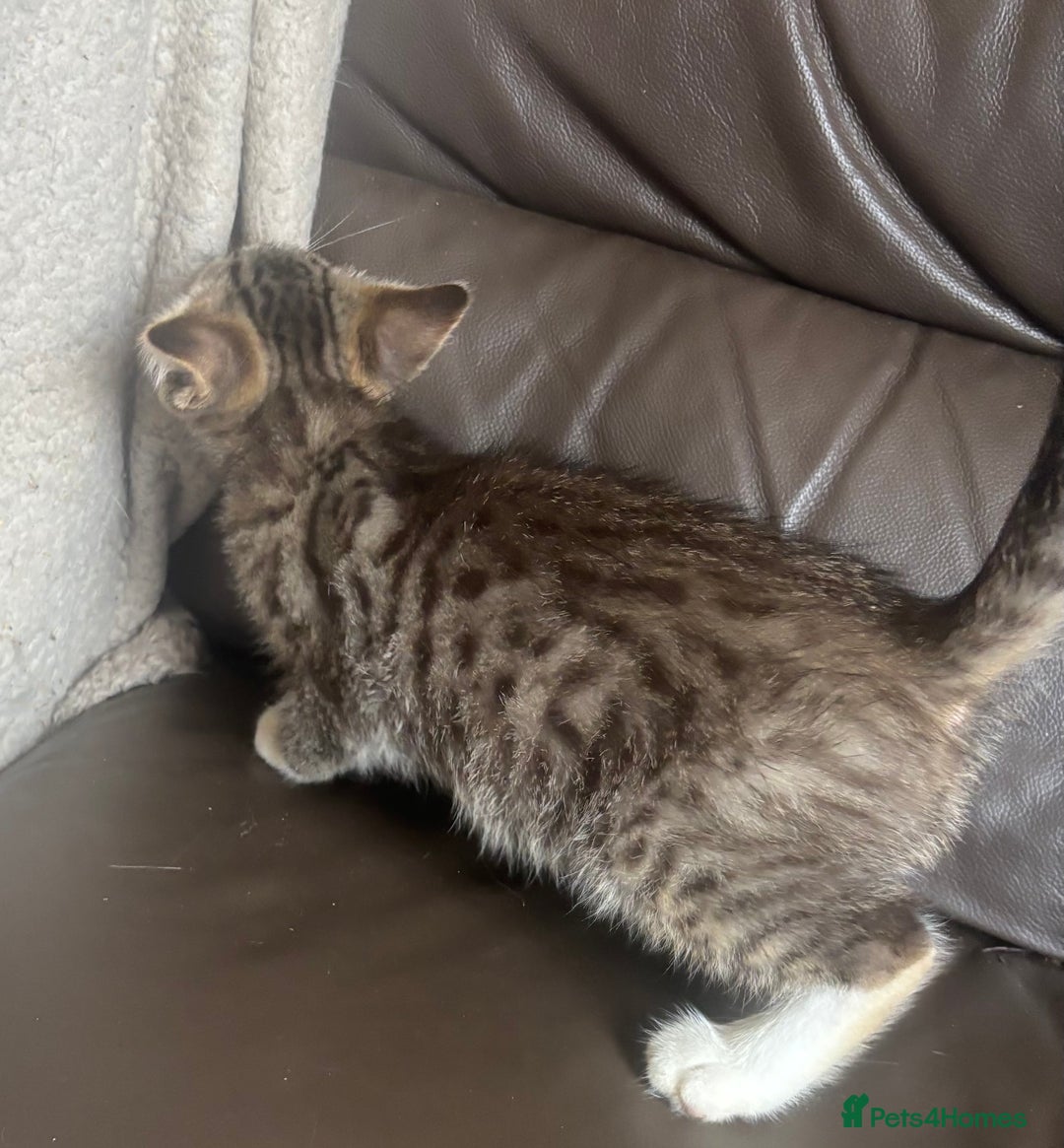 Mixed Breed cats for sale: Maincoon x Scottish fold  - Image 22