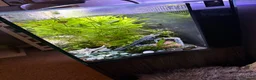 Barbs fish for sale: Full tank and set up for sale Everything included  - Advert 6
