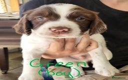 English Springer Spaniel dogs for sale: Working English Springer Spaniel Puppies - Image 8