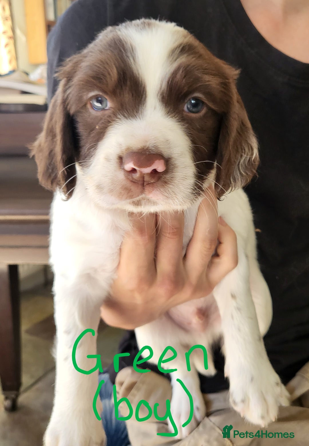 English Springer Spaniel dogs for sale: Working English Springer Spaniel Puppies - Image 8