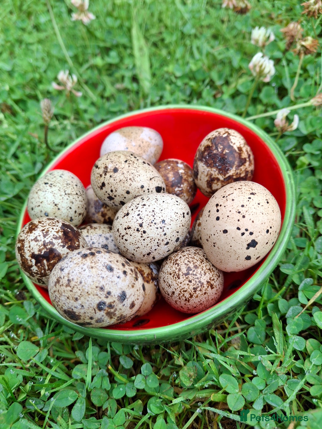 Mixed Breed birds for sale: Japanese Quail - Image 4