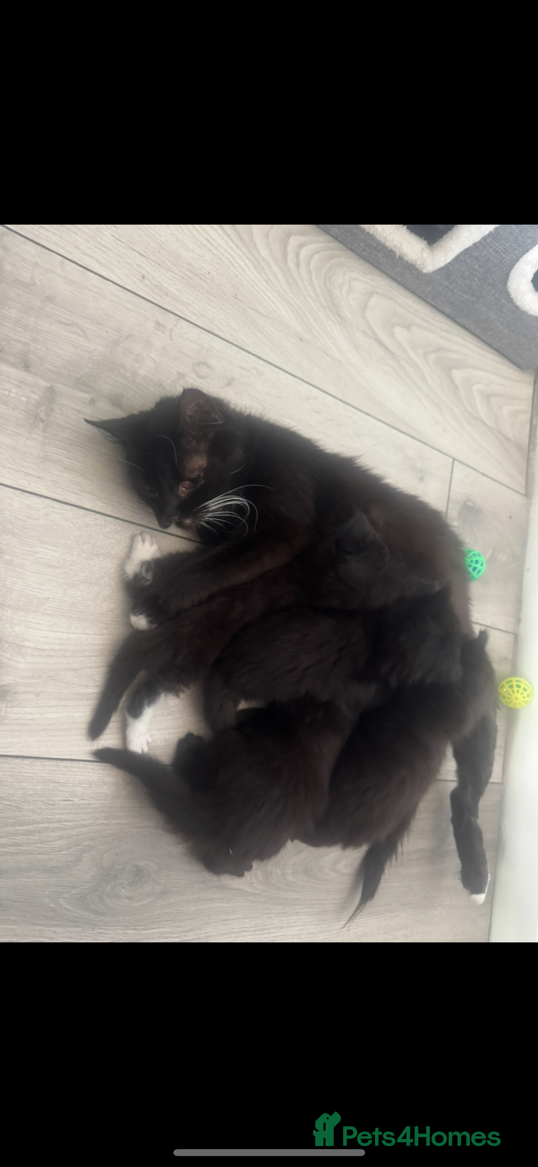 Domestic Shorthair cats for sale: 4 fluffy domestic kittens  - Image 1