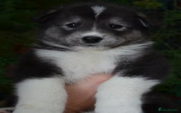 Mixed Breed dogs for sale: Siberian Husky cross Samoyed / Samusky - Image 3