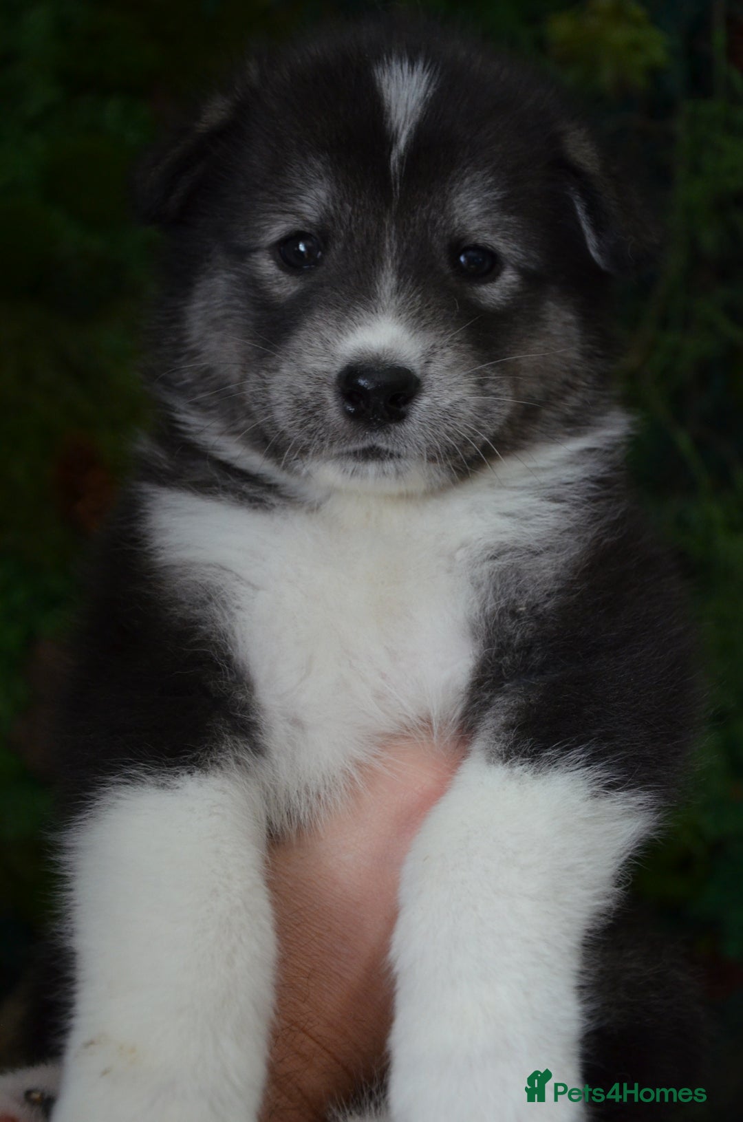 Mixed Breed dogs for sale: Siberian Husky cross Samoyed / Samusky - Image 3
